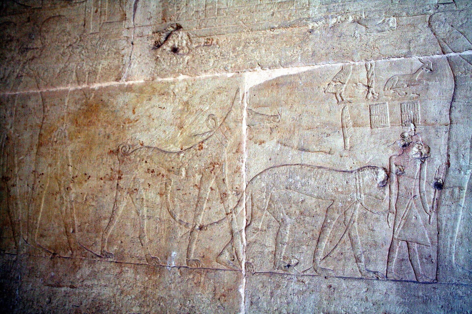 Rilievo nella mastaba di Ti a Saqqara: animali condotti in fila lungo la parete