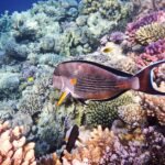 Un pesce chirurgo sohal sopra una barriera corallina del Mar Rosso, con coralli rosa e crema e acqua blu profondo