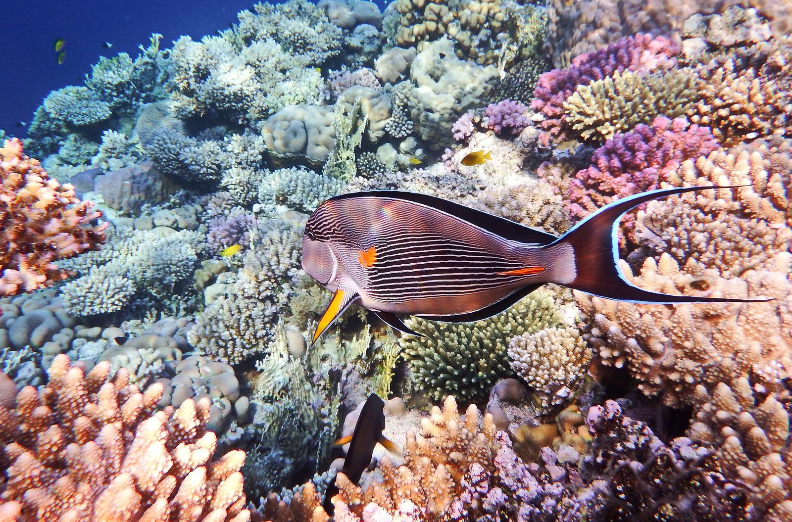 Un pesce chirurgo sohal sopra una barriera corallina del Mar Rosso, con coralli rosa e crema e acqua blu profondo