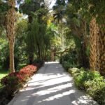 Un viale ombreggiato di palme nel giardino botanico di Assuan, con bordure di foglie rosse lungo il sentiero