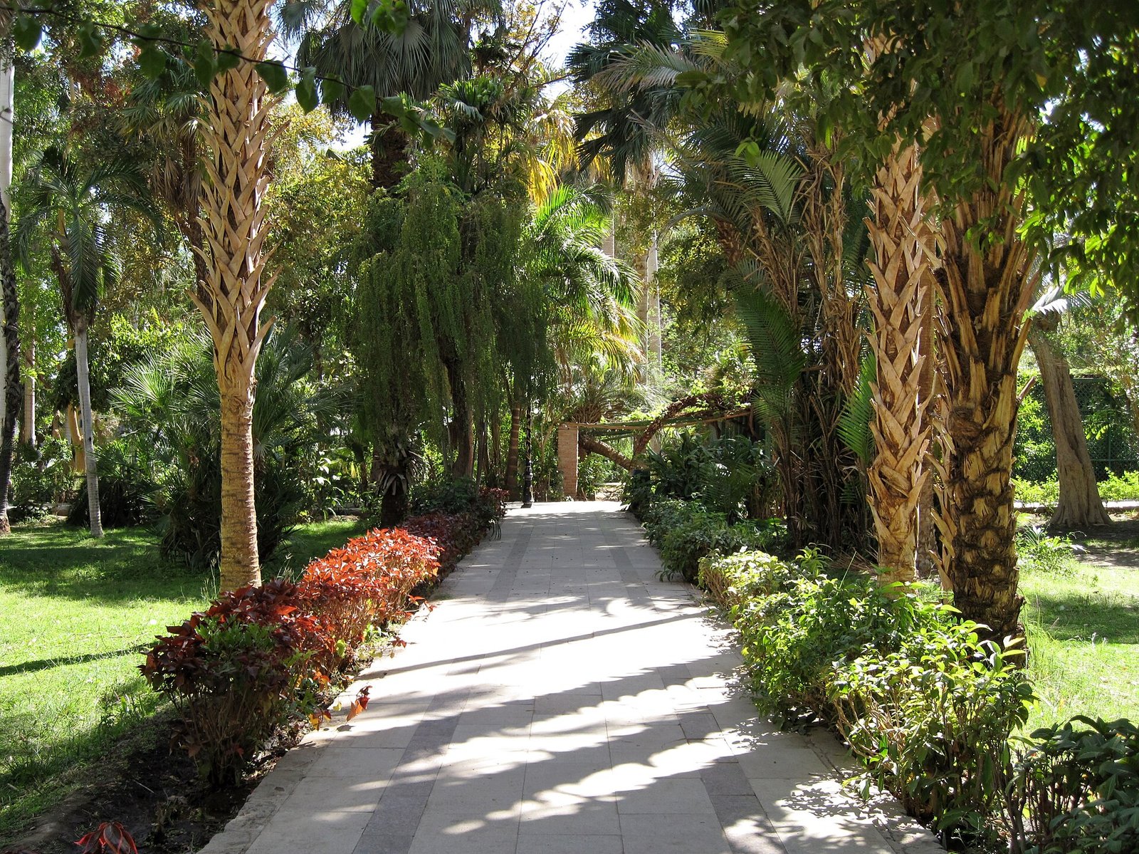 Un viale ombreggiato di palme nel giardino botanico di Assuan, con bordure di foglie rosse lungo il sentiero
