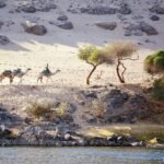 La riva desertica del Nilo nella luce bassa del tardo pomeriggio, con tre cammelli in fila e le acacie sulla sabbia