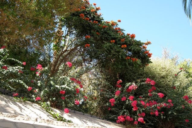 I viali alberati del giardino botanico sull'isola di Assuan