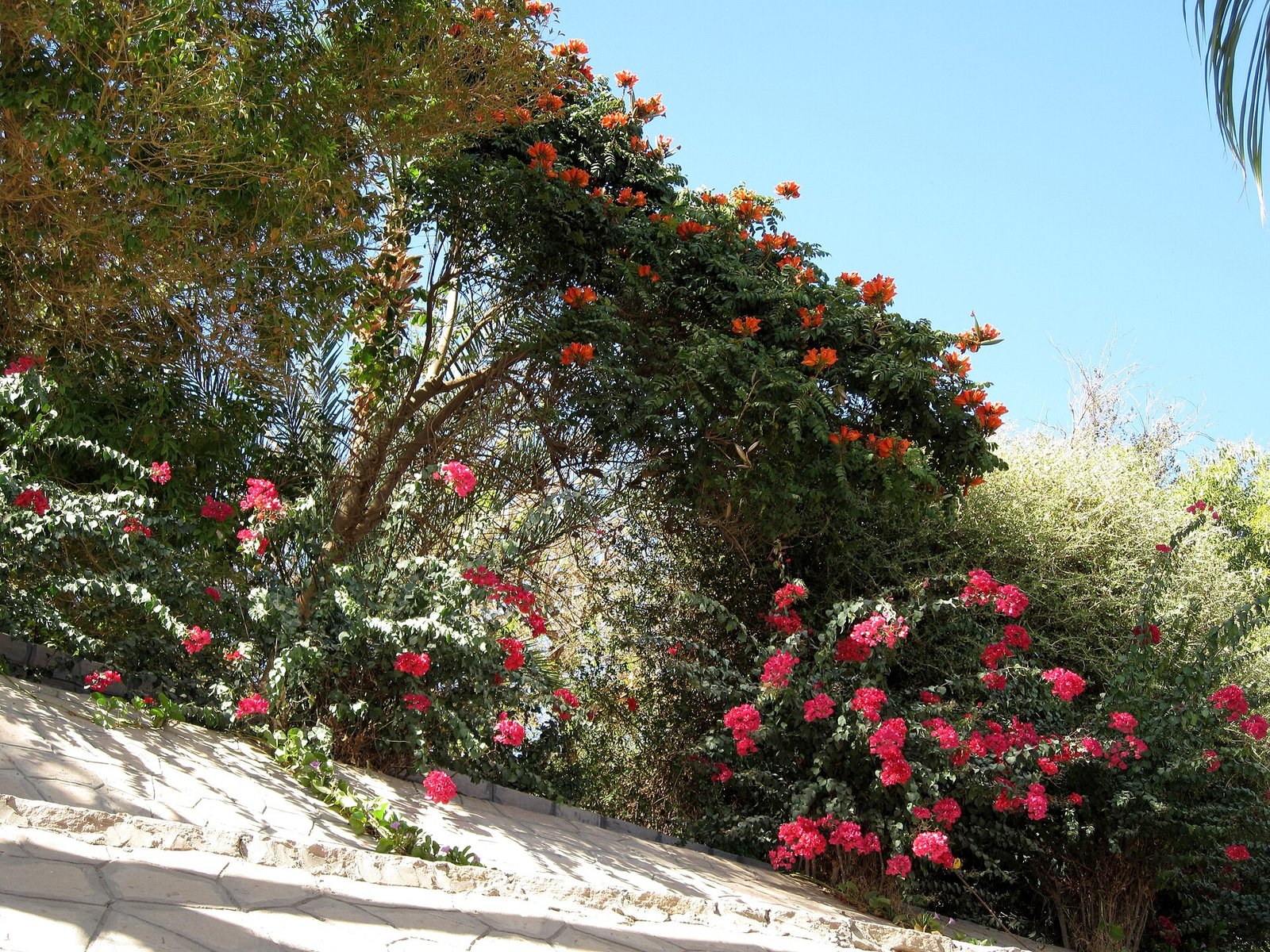 I viali alberati del giardino botanico sull'isola di Assuan