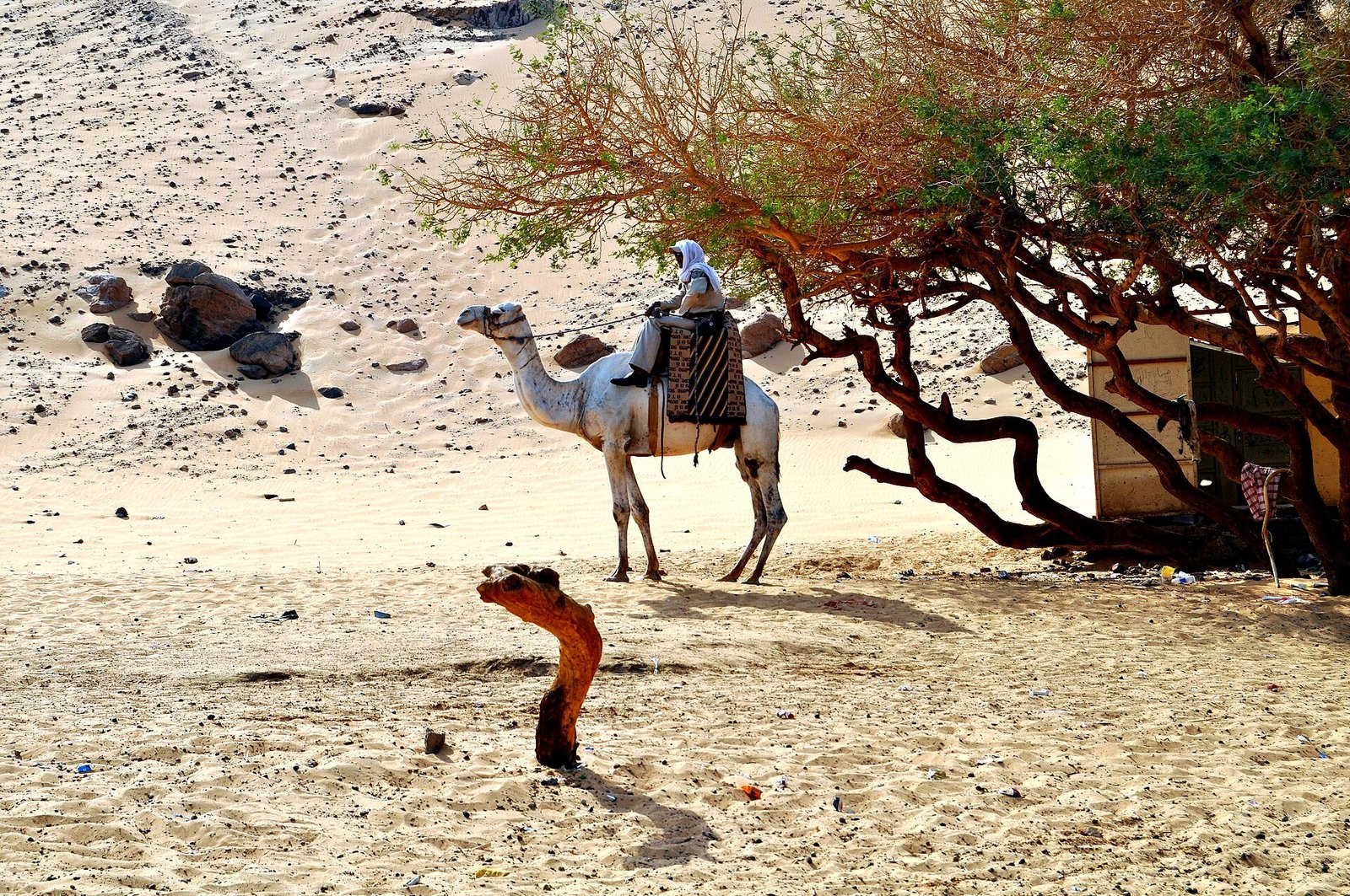 Un cammelliere all'ombra di un'acacia nel deserto di Assuan