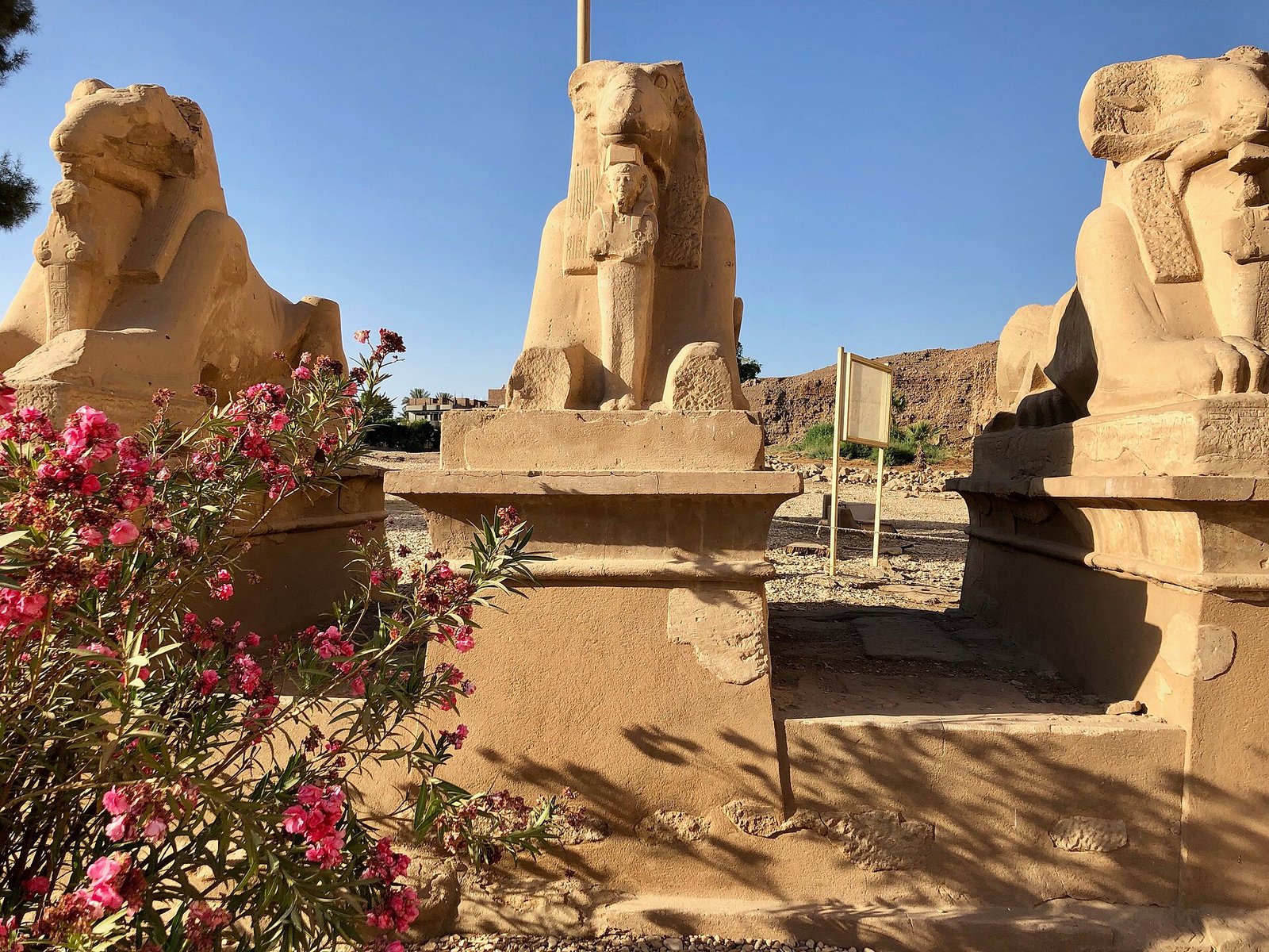 Le sfingi con testa di ariete di Karnak viste da vicino, con un cespuglio di oleandro fiorito in primo piano