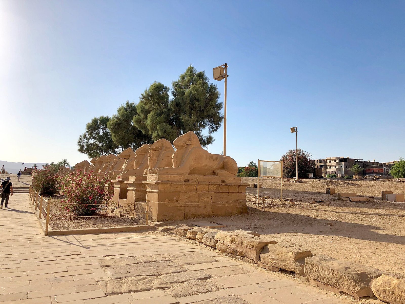 La fila di sfingi con testa di ariete lungo il viale d'accesso a Karnak, con le palme e la città moderna sullo sfondo