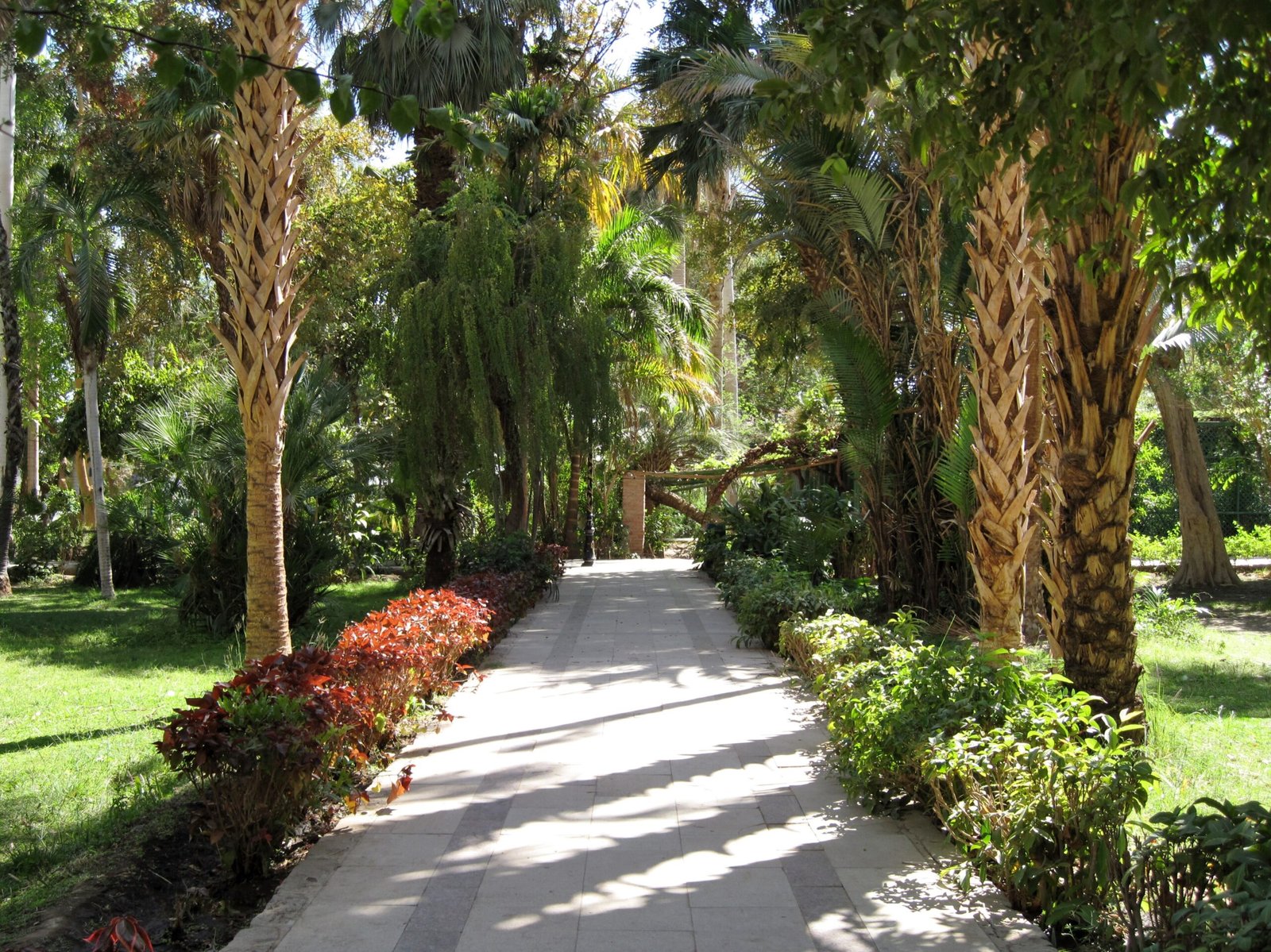 Viale lastricato del giardino botanico di Assuan fiancheggiato da palme e aiuole rosse