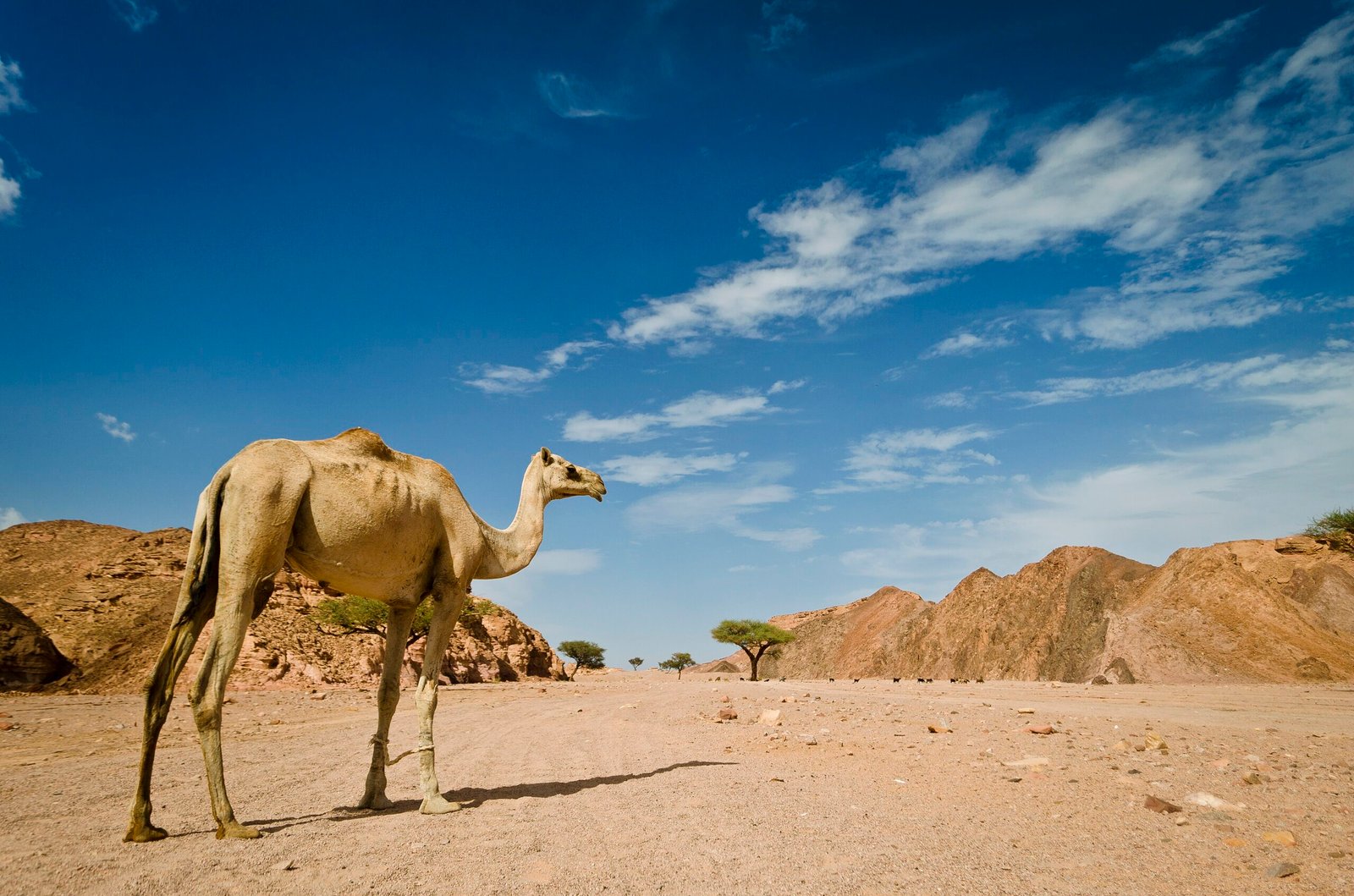Un dromedario solitario cammina tra le rocce rosse del deserto del Sinai sotto un cielo azzurro