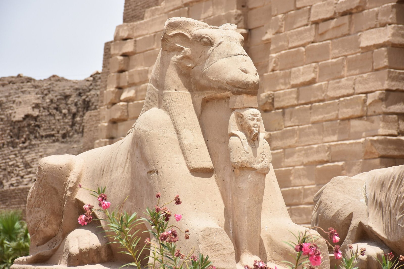 Sfinge con testa di ariete a Karnak, con oleandri rosa in fiore davanti al muro del tempio