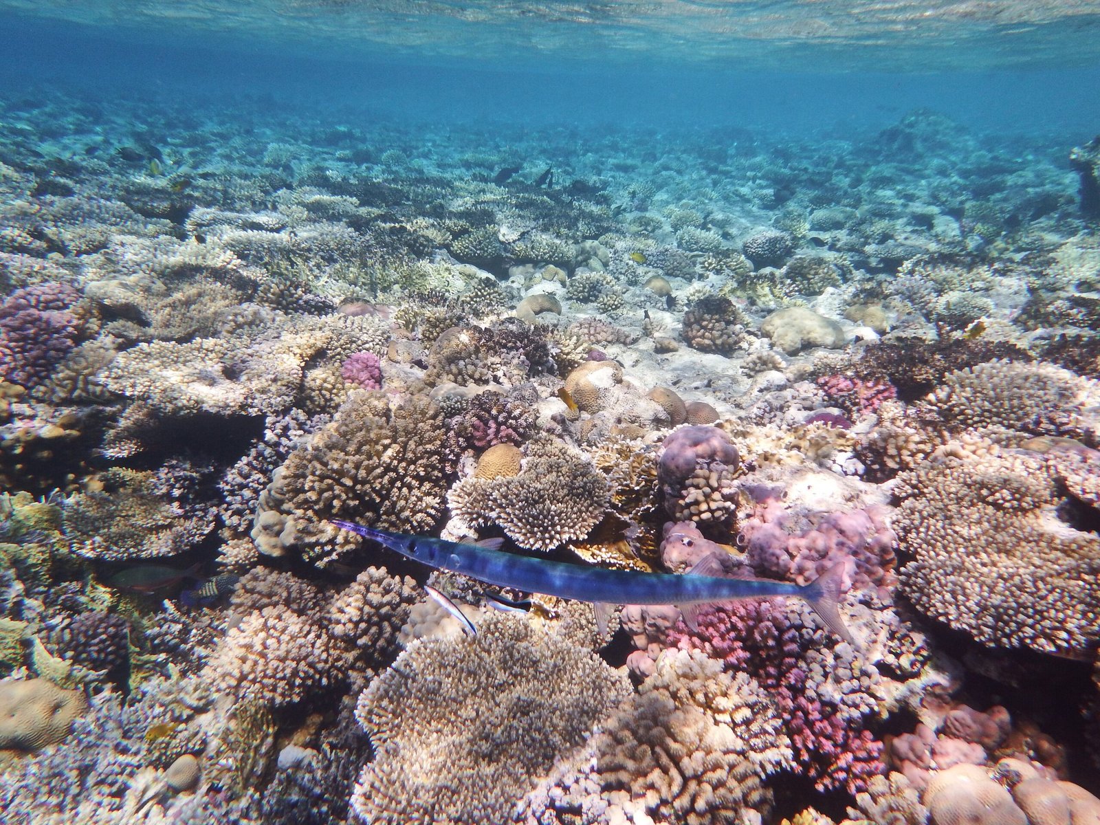 Pesce aguglia azzurro che nuota sopra un reef poco profondo del Mar Rosso