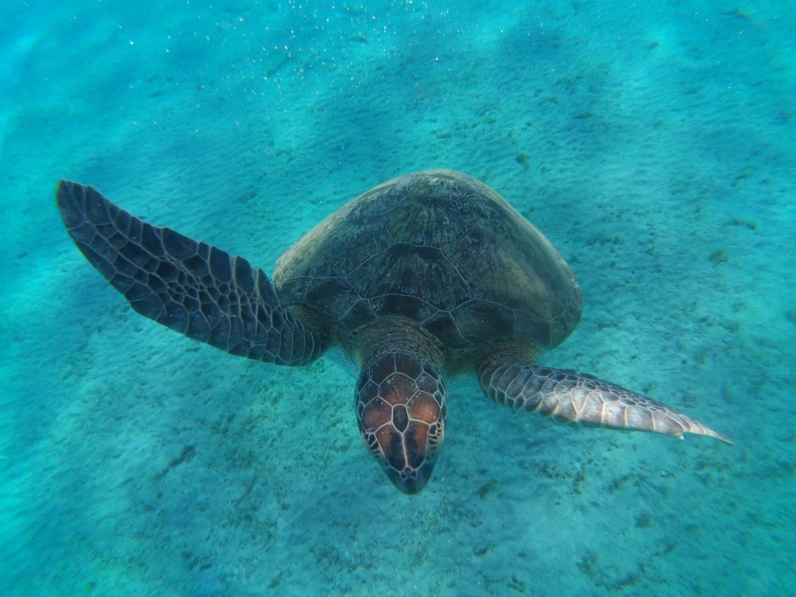 Tartaruga marina verde che nuota nell'acqua turchese della baia di Abu Dabbab a Marsa Alam