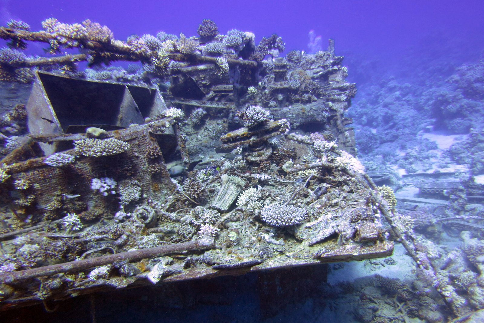 Relitto ricoperto di coralli duri sulla barriera di Abu Dabbab nel Mar Rosso a Marsa Alam