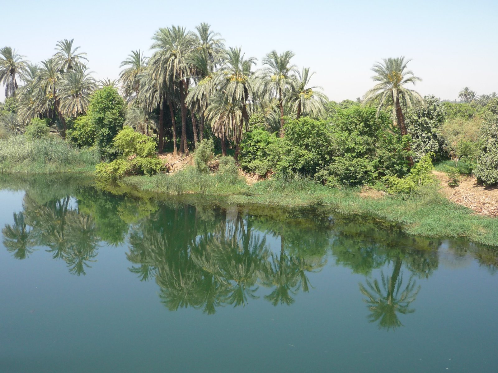 Palme e canneti riflessi nell'acqua calma di un canale del Nilo nella valle egiziana