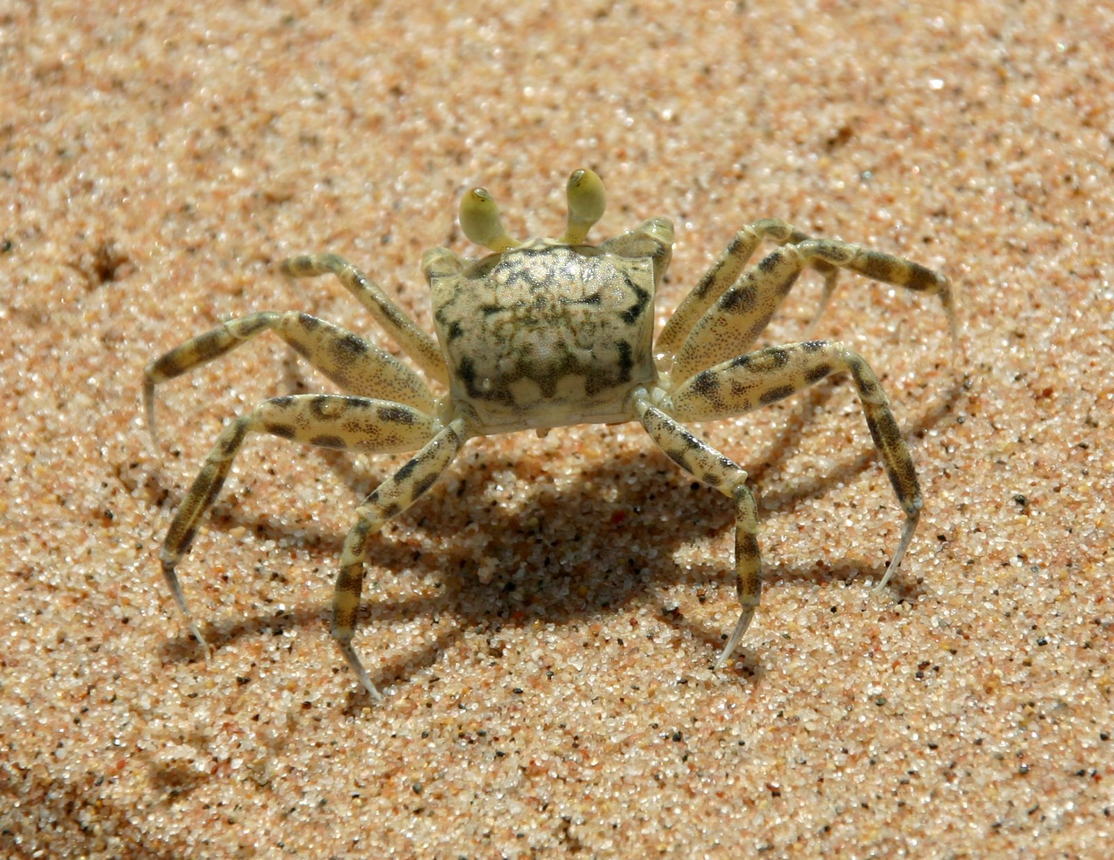 Granchio fantasma sulla sabbia della spiaggia di Nuweiba