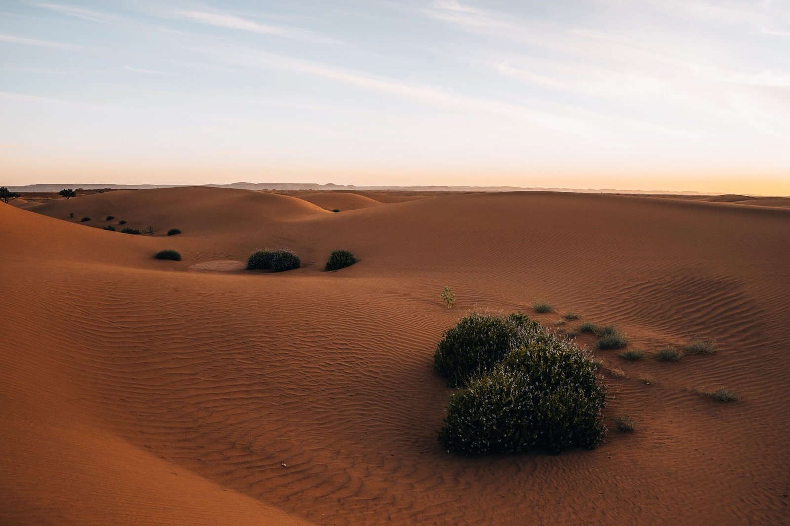 Le dune del Sahara marocchino al tramonto, con i cespugli in fiore sulla sabbia rossa e le montagne all'orizzonte