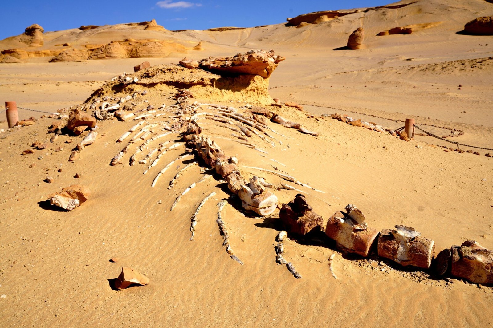 Lo scheletro di una balena preistorica affiorante dalla sabbia a Wadi el-Hitan, con le vertebre e le costole in fila