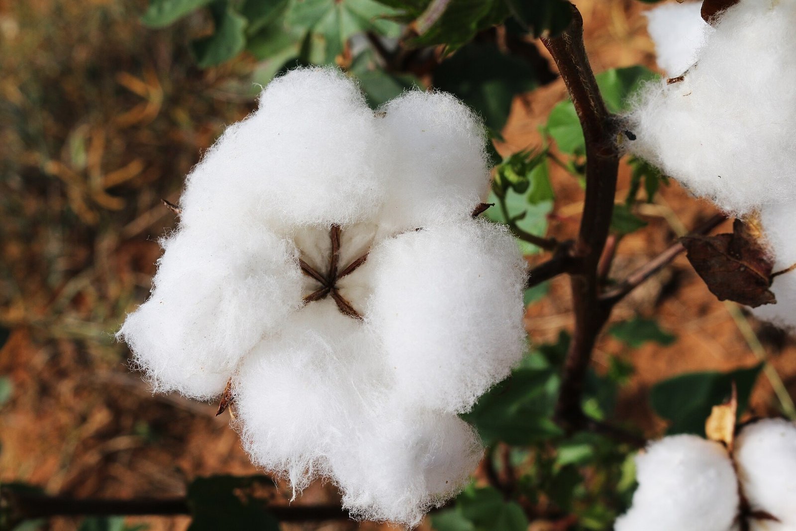 Una capsula di cotone aperta con la fibra bianca e soffice, circondata dalle foglie verdi della pianta