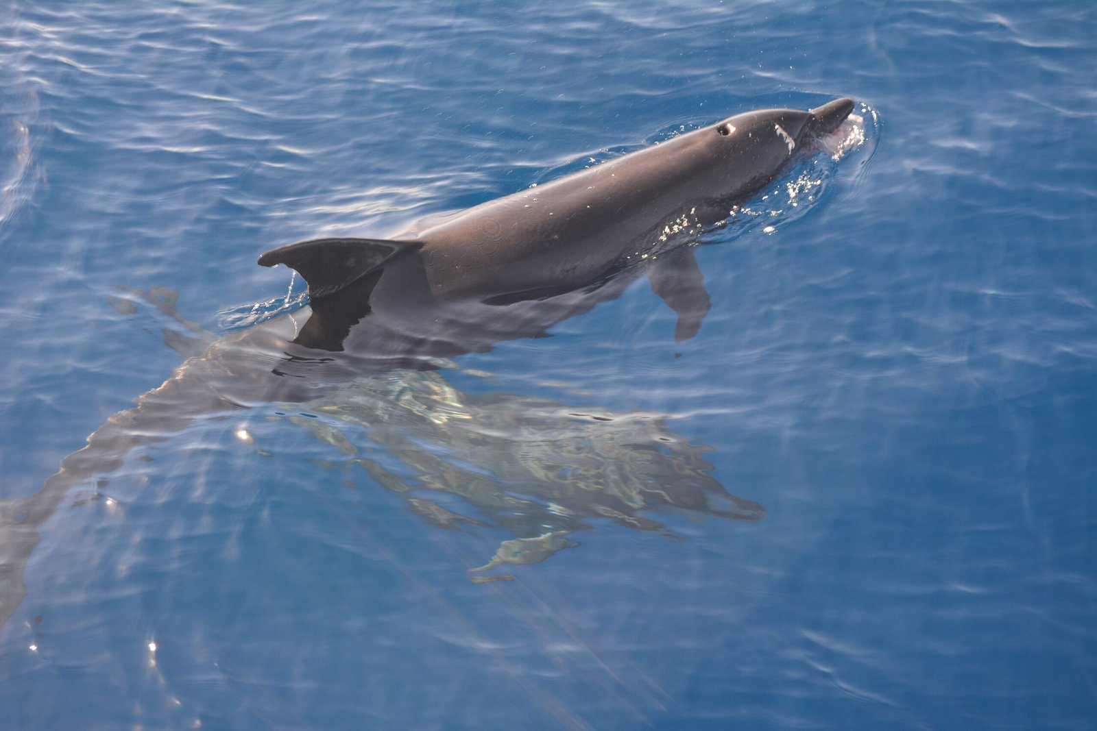 Un delfino che emerge dall'acqua blu del Mar Rosso, ripreso dalla barca
