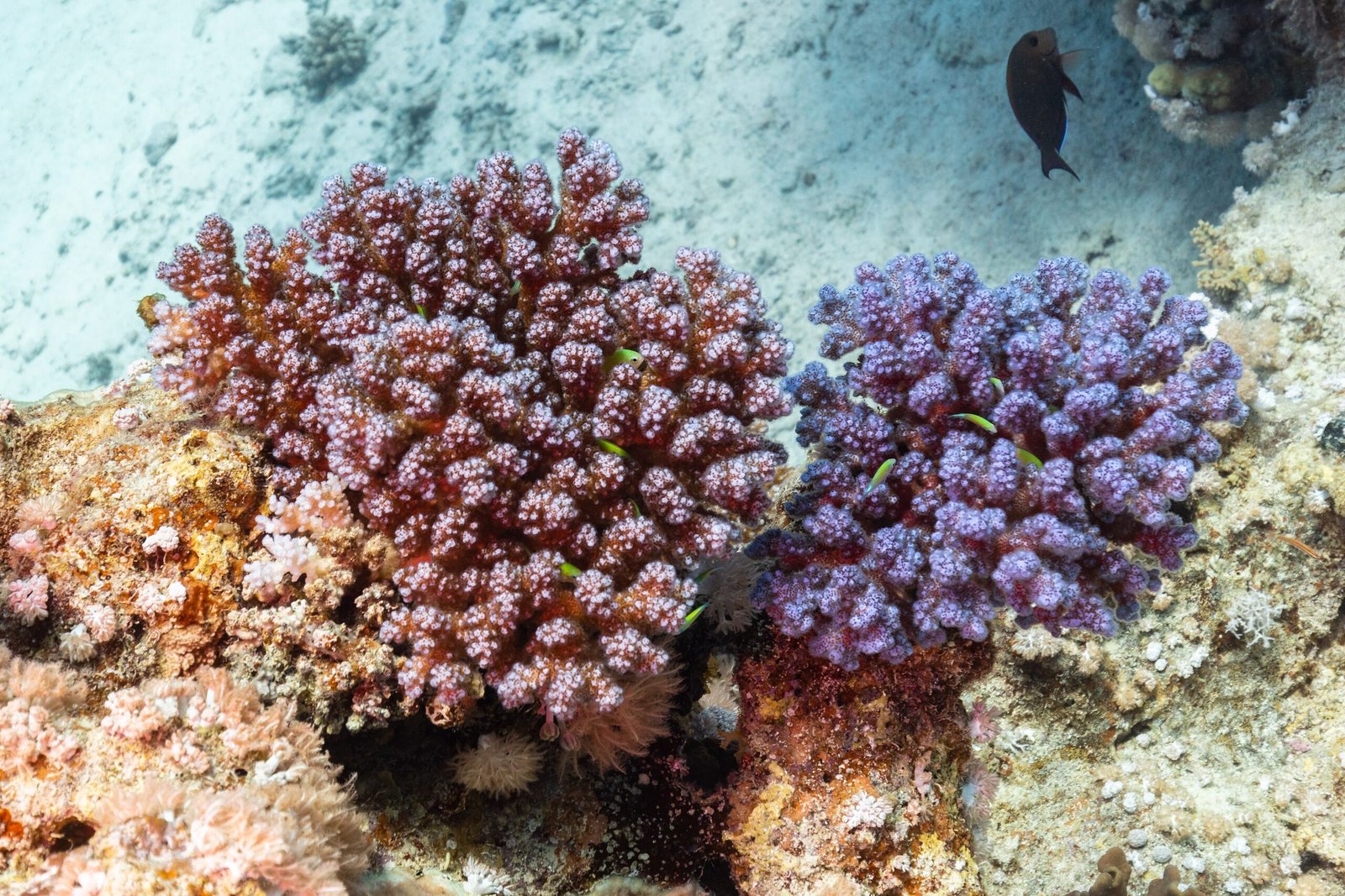 Due colonie di corallo rosa e viola sul fondale chiaro della barriera corallina del Mar Rosso