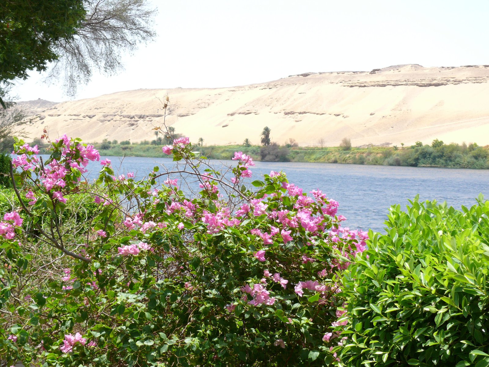Fiori di bouganville rosa sul Nilo ad Assuan, con le dune dorate sull'altra riva