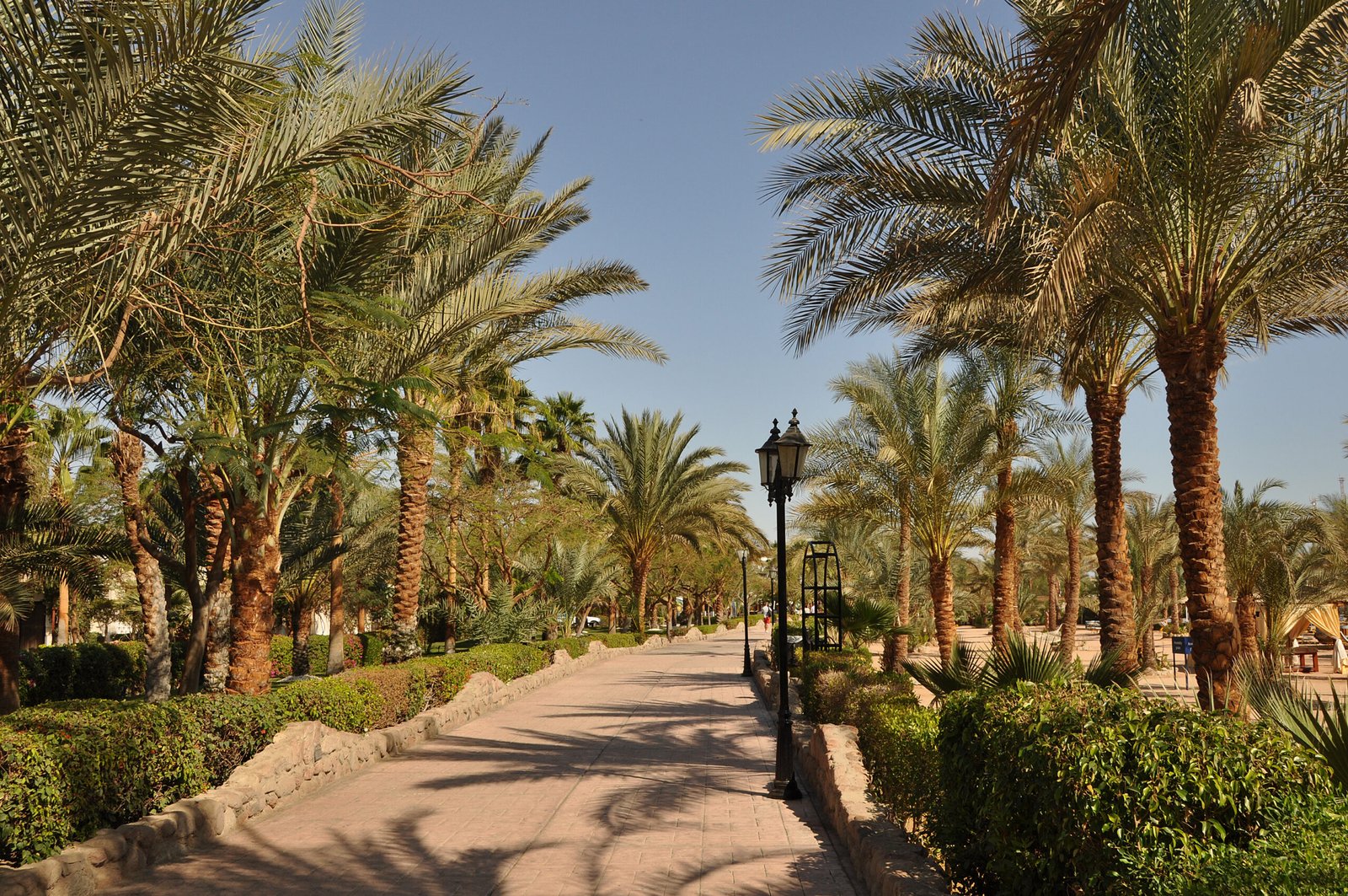 Il viale con le palme da dattero e i lampioni lungo la passeggiata di Naama Bay a Sharm el Sheikh