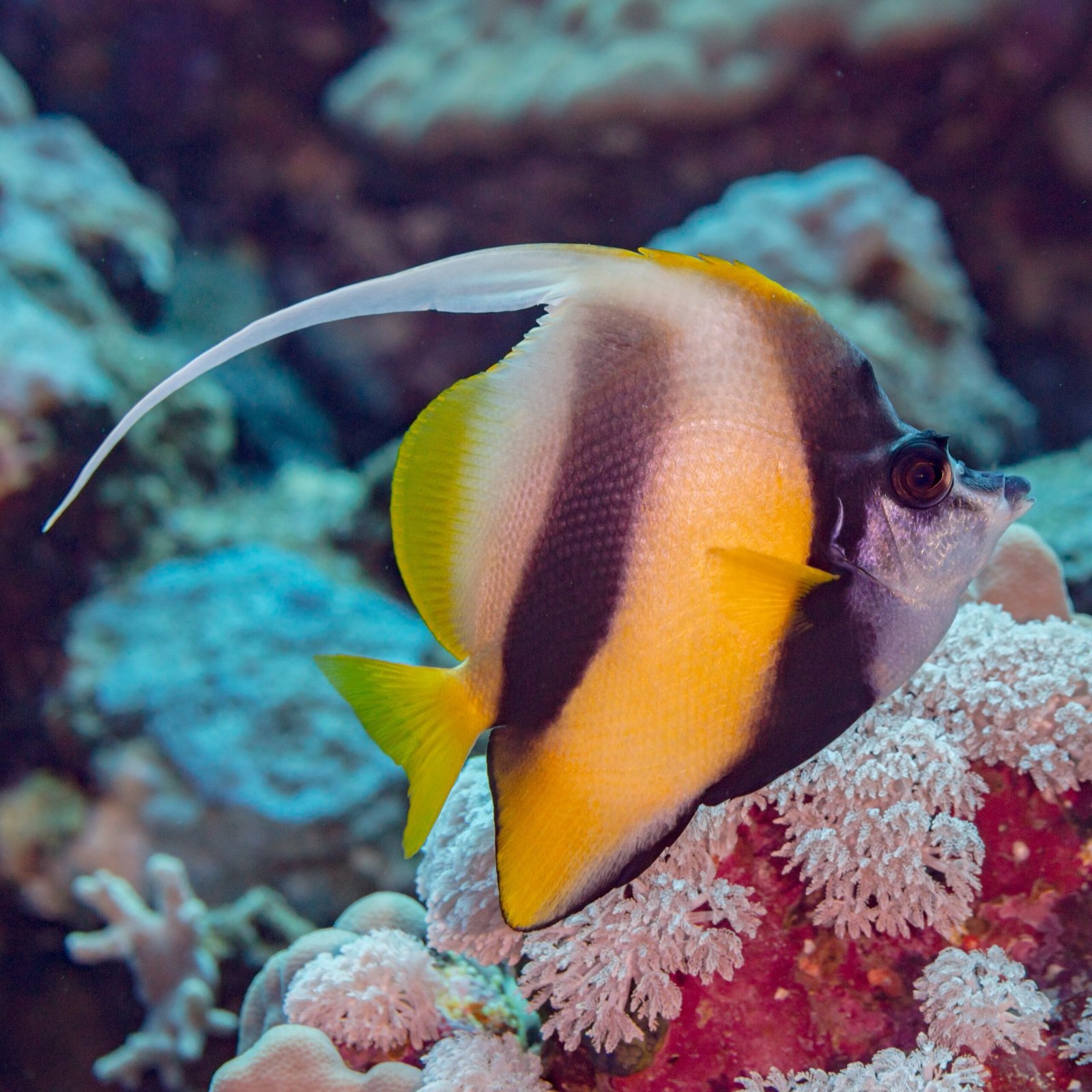 Un pesce estandarte dalla lunga pinna bianca davanti ai coralli rosa del Mar Rosso