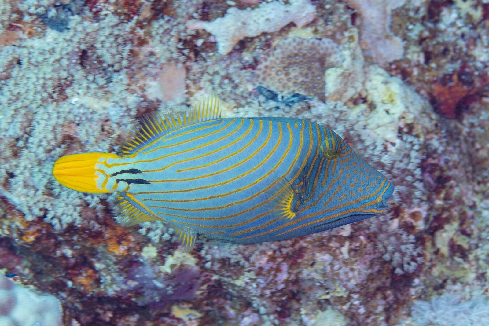Un pesce balestra a strisce azzurre e gialle sopra i coralli del Mar Rosso