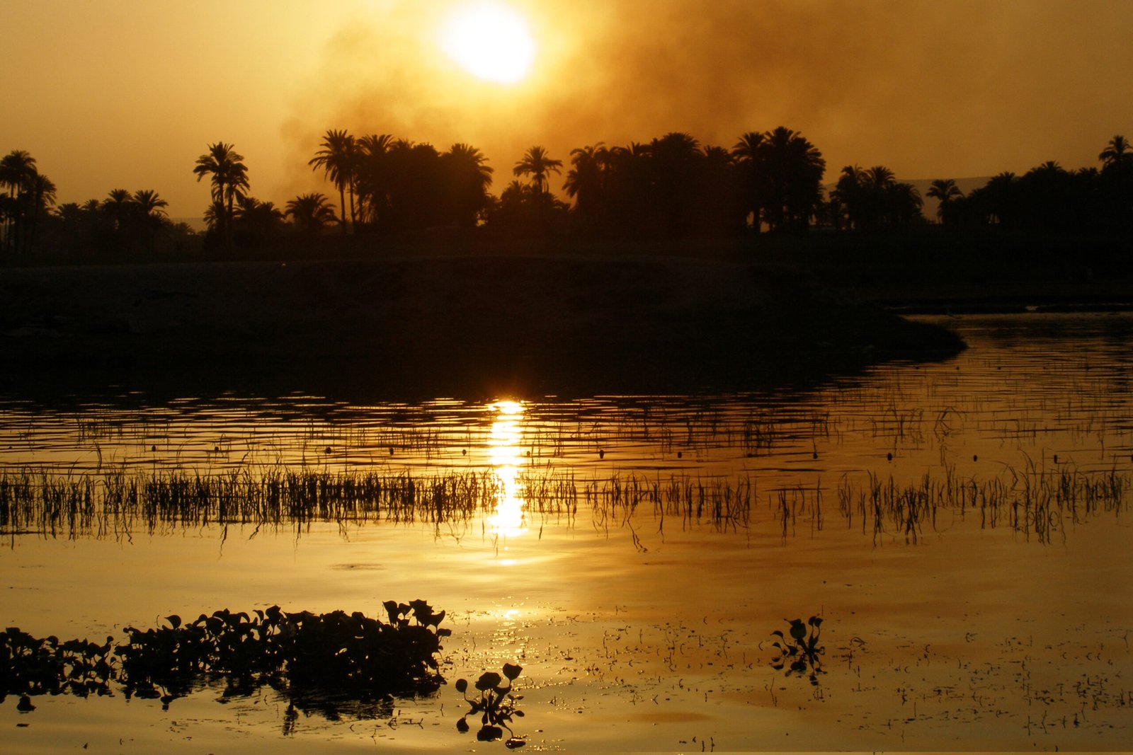 Il sole dietro le palme sul Nilo, con le canne in primo piano e il riflesso dorato nell'acqua