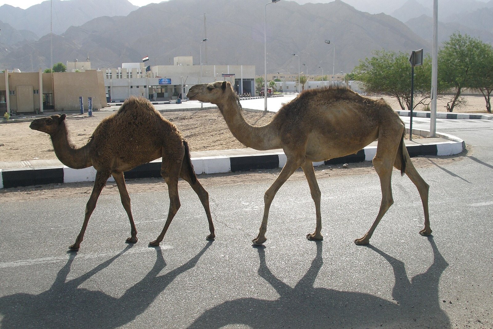 Due dromedari che attraversano una strada asfaltata a Nuweiba, con le montagne del Sinai sullo sfondo