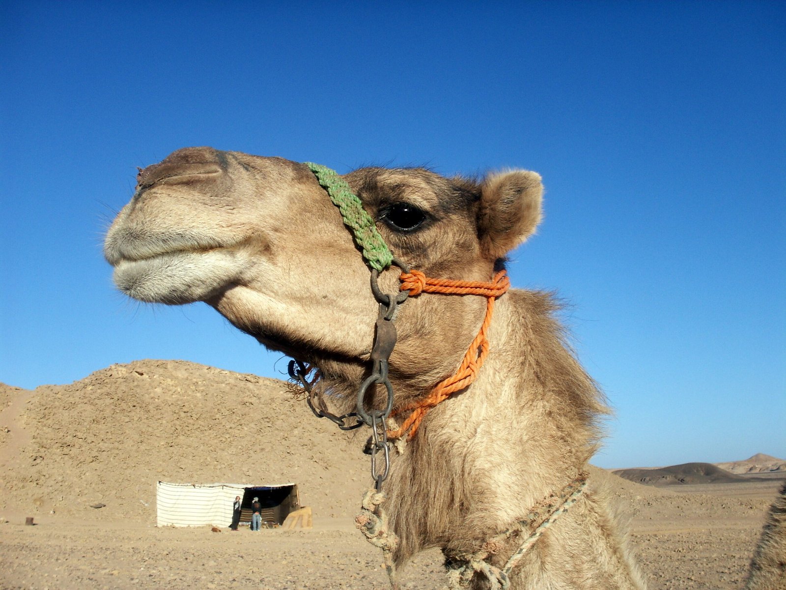 Un cammello con il finimento colorato ripreso da vicino, con il cielo blu e le colline del deserto dietro