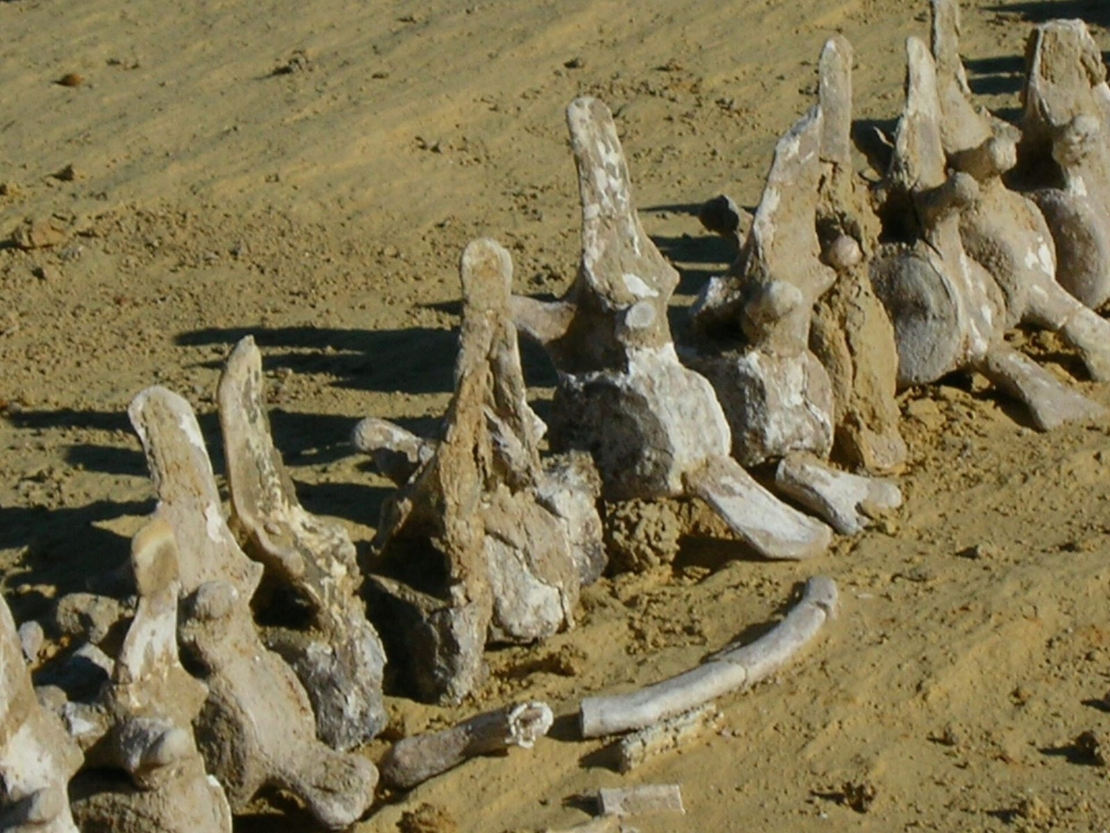 Vertebre fossili di una balena primitiva sulla sabbia della Valle delle Balene, a Wadi el-Hitan